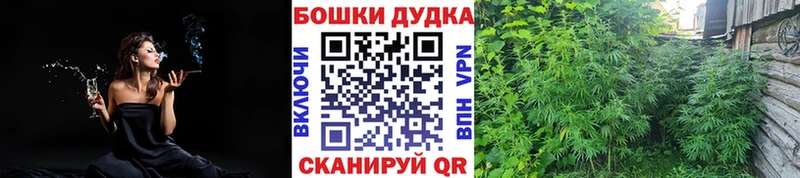 Бошки Шишки сатива Суоярви